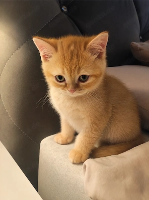 Bkh golden shaded kitten