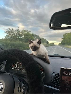 Sam Mutant Katze, sieben Jahre alt