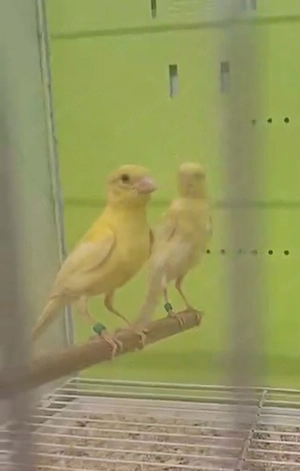 Kanarienvogel Raza Espanola