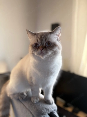 Britische Kurzhaarkatze