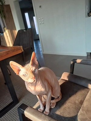 Deckkater Spynx 