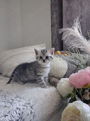 BKH Kitten 