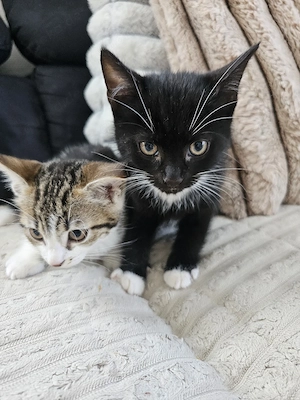 Katzenbabys, Babykatze,  Kitten, Katzenbaby