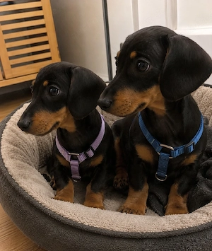 Süße Zwergdackel-Welpen in Black & Tan suchen ein liebevolles Zuhause stubenrein