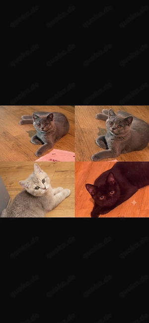 Bkh kitten abzugeben 