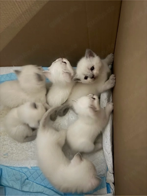 BKH Kitten   7 süße Fellnasen suchen ein liebevolles Zuhause 