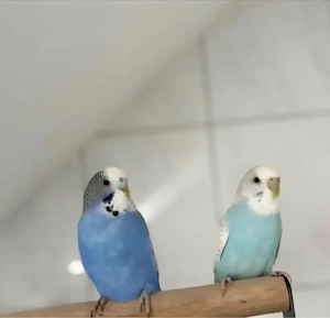 Wellensittich Weibchen 