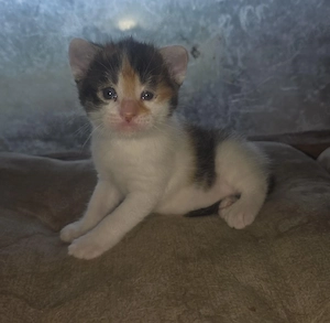 katzen kitten zu verkaufen 