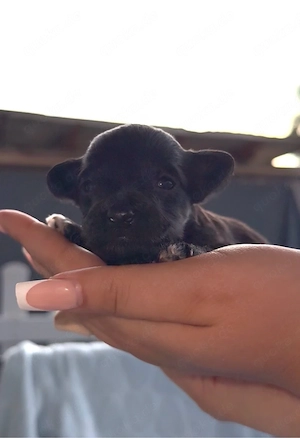 Juhu! unsere Jackapoo Welpen haben das Licht der Welt erblickt.