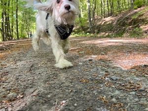besonderer Hund sucht 