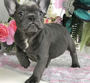 Abgabebereit Französische Bulldogge Welpen mit Ahnentafel
