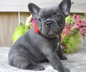 Französische Bulldogge Welpen (reinrassig) 12 Wo.alt Wir dürfen ausziehen