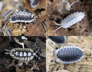 Asseln 3 Porcellio, Filippinodillo, Troglodillo, Bodenpolizei, Isopods, Terrarium, Kubaner