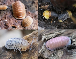 Asseln 2 Cubaris, Rubber Ducky, Crabby, Bumblebee, Sakura, Bodenpolizei, Isopods, Terrarium
