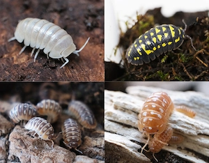 Asseln 1 Armadillidium, Ardentiella Ember Bee, Armadillo, Bodenpolizei für Terrarium, Isopods