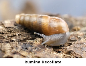 Schnecken, Keine Achatschnecken, Pleurodonte Isabella, Rumina Decollata, Subulina Octona, Terrarium Bild 5