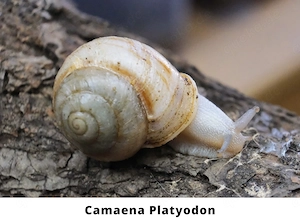 Schnecken, Keine Achatschnecken, Pleurodonte Isabella, Rumina Decollata, Subulina Octona, Terrarium Bild 2