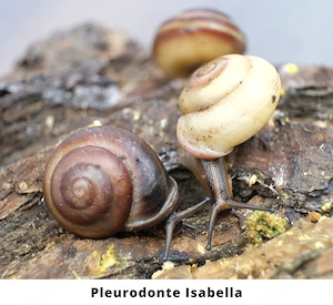 Schnecken, Keine Achatschnecken, Pleurodonte Isabella, Rumina Decollata, Subulina Octona, Terrarium Bild 4