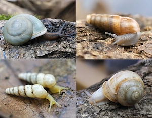 Schnecken, Keine Achatschnecken, Pleurodonte Isabella, Rumina Decollata, Subulina Octona, Terrarium