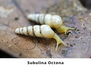 Schnecken, Keine Achatschnecken, Pleurodonte Isabella, Rumina Decollata, Subulina Octona, Terrarium Bild 6