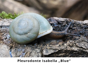 Schnecken, Keine Achatschnecken, Pleurodonte Isabella, Rumina Decollata, Subulina Octona, Terrarium Bild 3