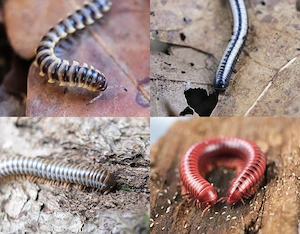Tausendfüßer, Tausendfüßler, Bandfüßer, Terrarium, Asseln, Insekten, Centrobolus Splendidus