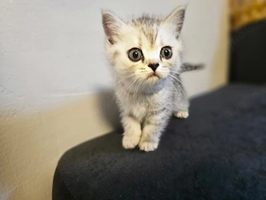 British-Kurzhaar-Kitten