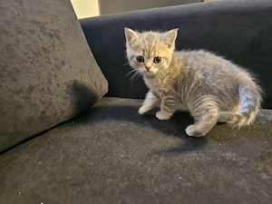 British-Kurzhaar-Kitten