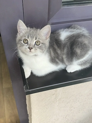 Baby Kater BKH 12 Wochen alt (männlich)