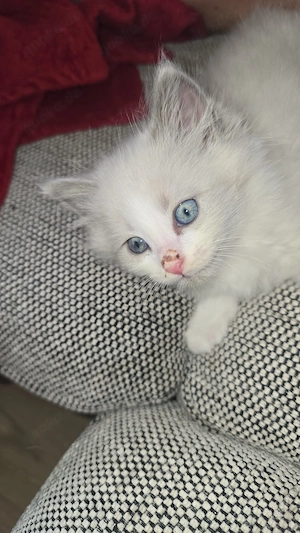 Kater sucht liebevolles Zuhause 
