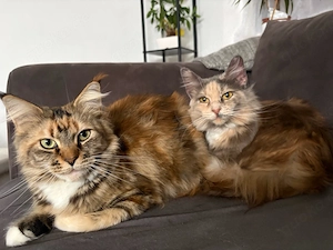 Zwei wunderschöne Maine coon Mädls 
