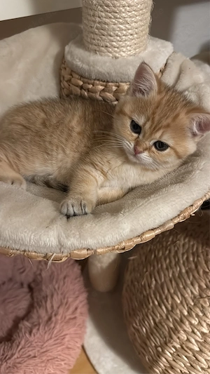 bkh kitten w ab sofort 