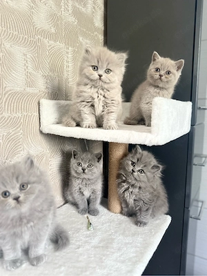  Kitten BKH, BLH reinrassig , geimpft