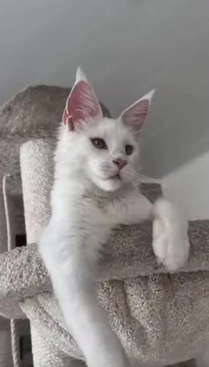 Majestic White Maine Coon Kätzchen - Vollständig geimpft und entwurmt