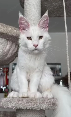 Majestic White Maine Coon Kätzchen - Vollständig geimpft und entwurmt
