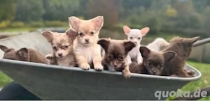 Chihuahua Welpen in KH und LH mit Ahnentafel