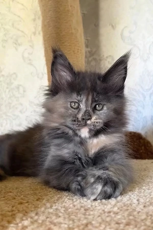 Misty die ultimative12 Wochen alte Schildpatt-Maine-Coon-Kitten
