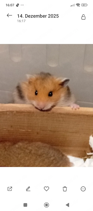 Hamster mit Käfig 
