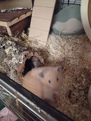 Goldhamster 