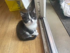 maincoon mix Kitten