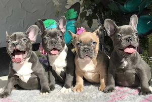   Zuckersüße Französische Bulldoggen Welpen mit Ahnentafel