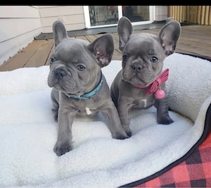 Zuckersüße sportliche Französische Bulldoggen Welpen Blue Lilac
