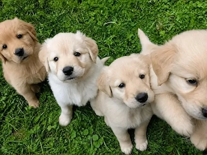 Golden-Retriever-Welpen