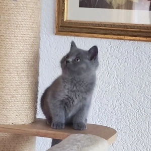 BKH Katerchen in Blau abgabebereit