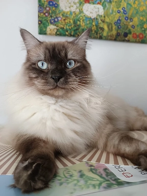 Heilige Birma Kater 1,5 Jahre kastriert 