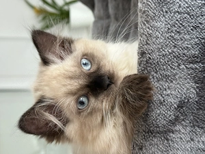 Zuckersüßes Ragdoll Kitten weiblich 