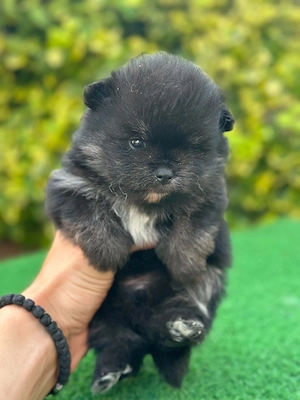 pomeranian 