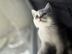 BKH Kitten     