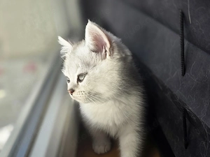 BKH Kitten     
