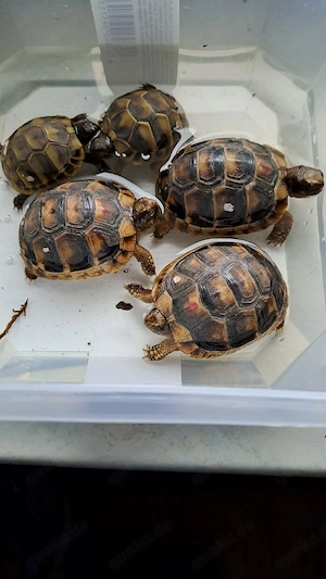 Testudo marginatas 2 Jahre abzugeben